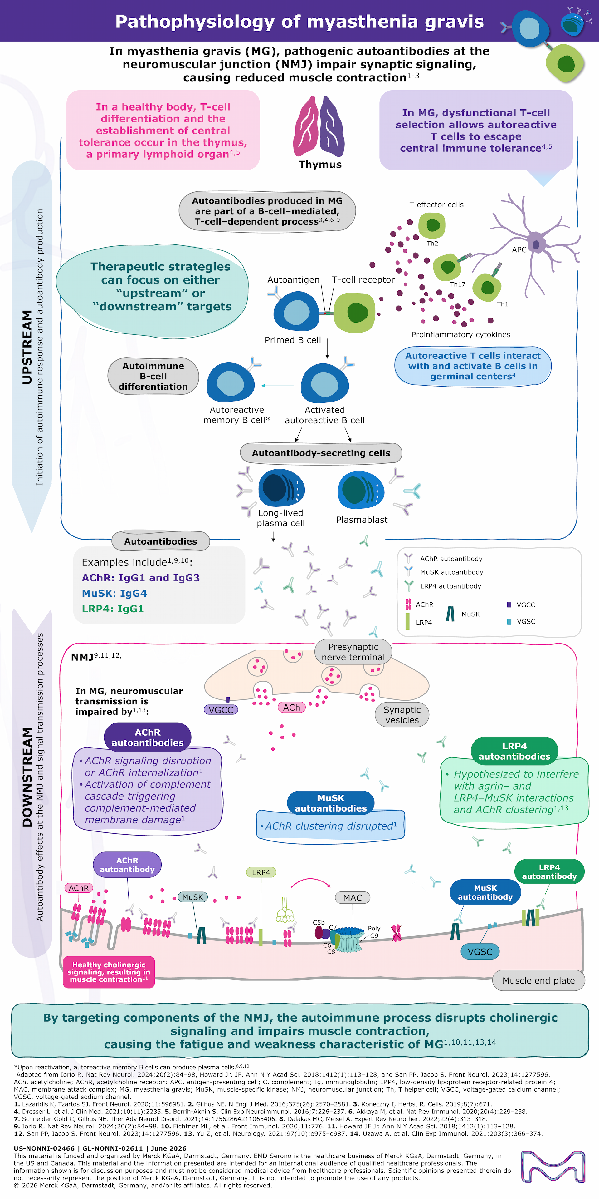 Infographic illustrating MG pathophysiology with T cell&ndash;driven B cell autoantibodies damaging the NMJ via complement and AChR loss.