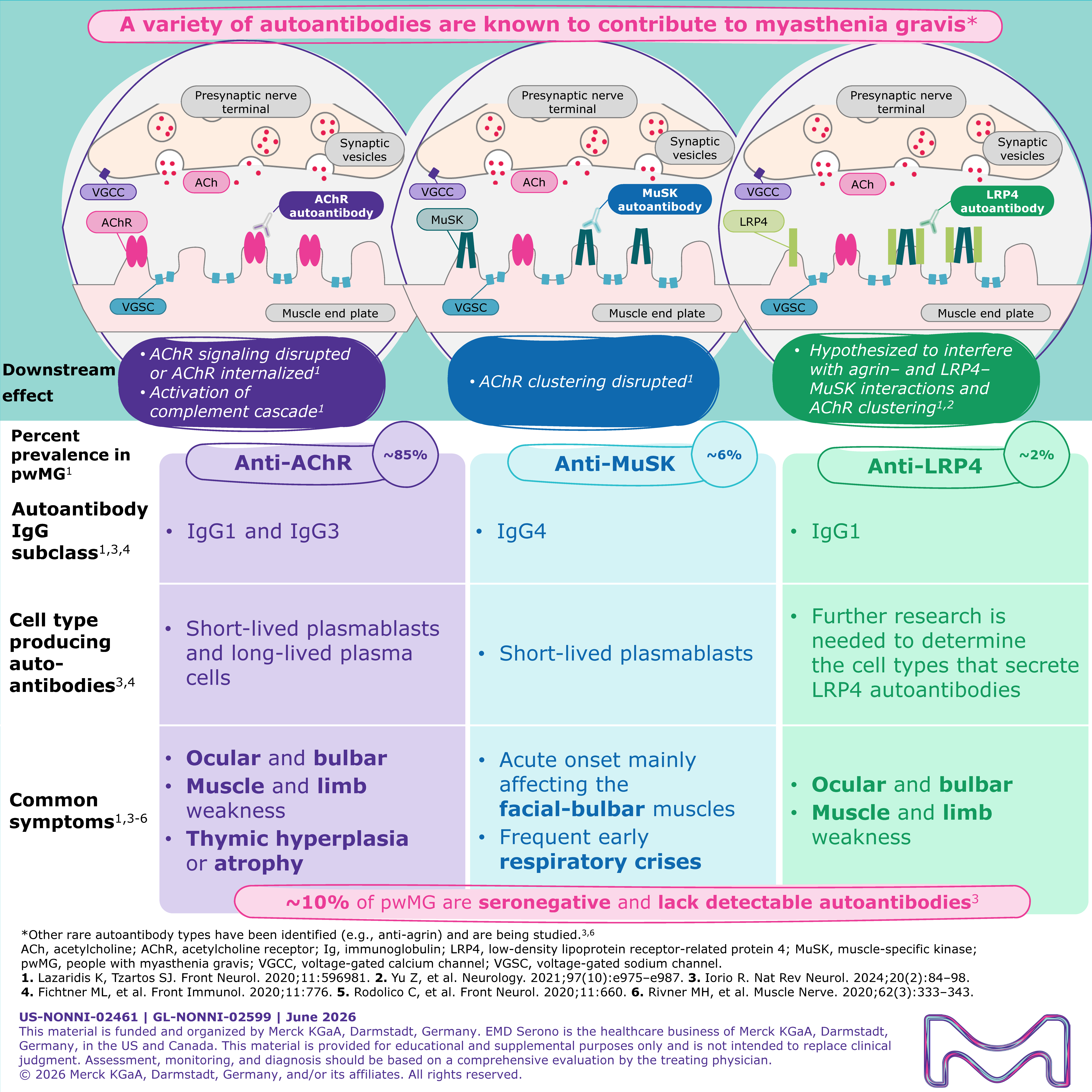 An infographic summarizing key features of AChR, MuSK, and LRP4 autoantibody subtypes and associated symptoms.